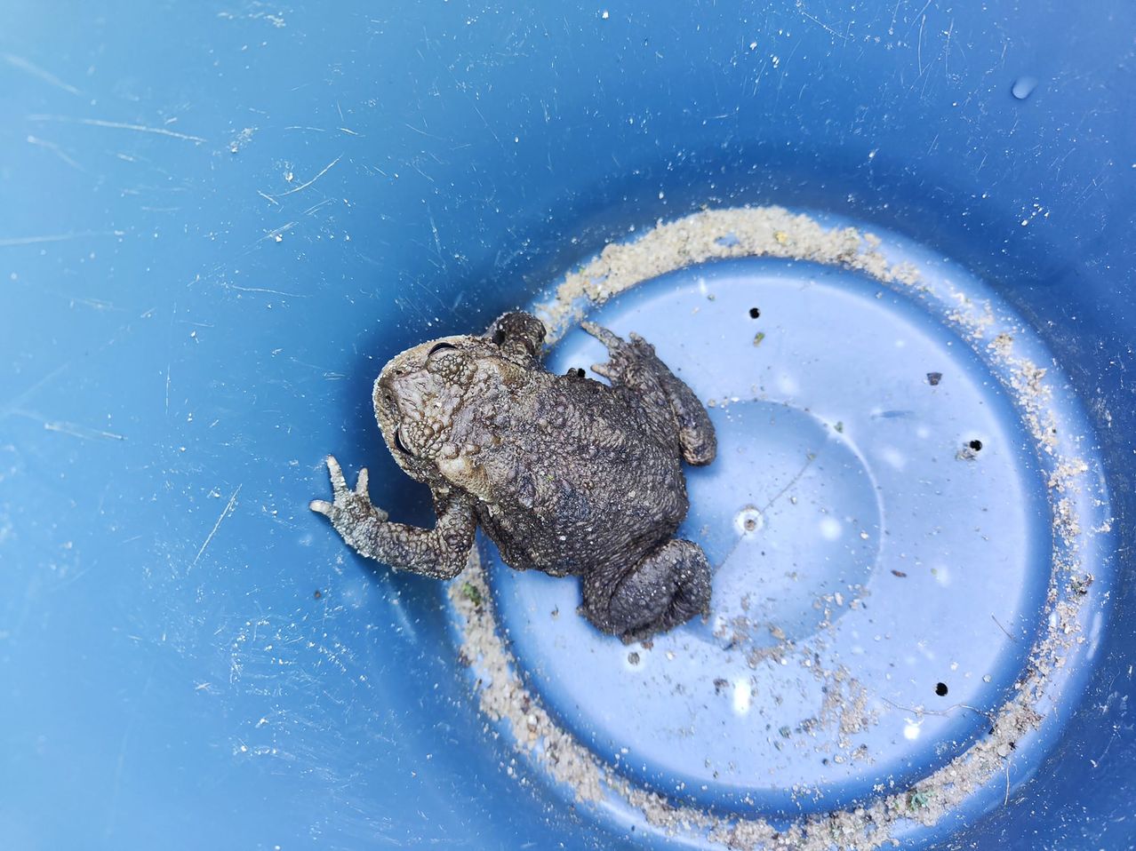 Ein Frosch sitzt in einem blauen Eimer, bedeckt mit Schlamm. Der Eimer hat einen weißen Rand mit mehreren kleinen Löchern. Der Frosch schaut mit neugierigem Blick nach oben.