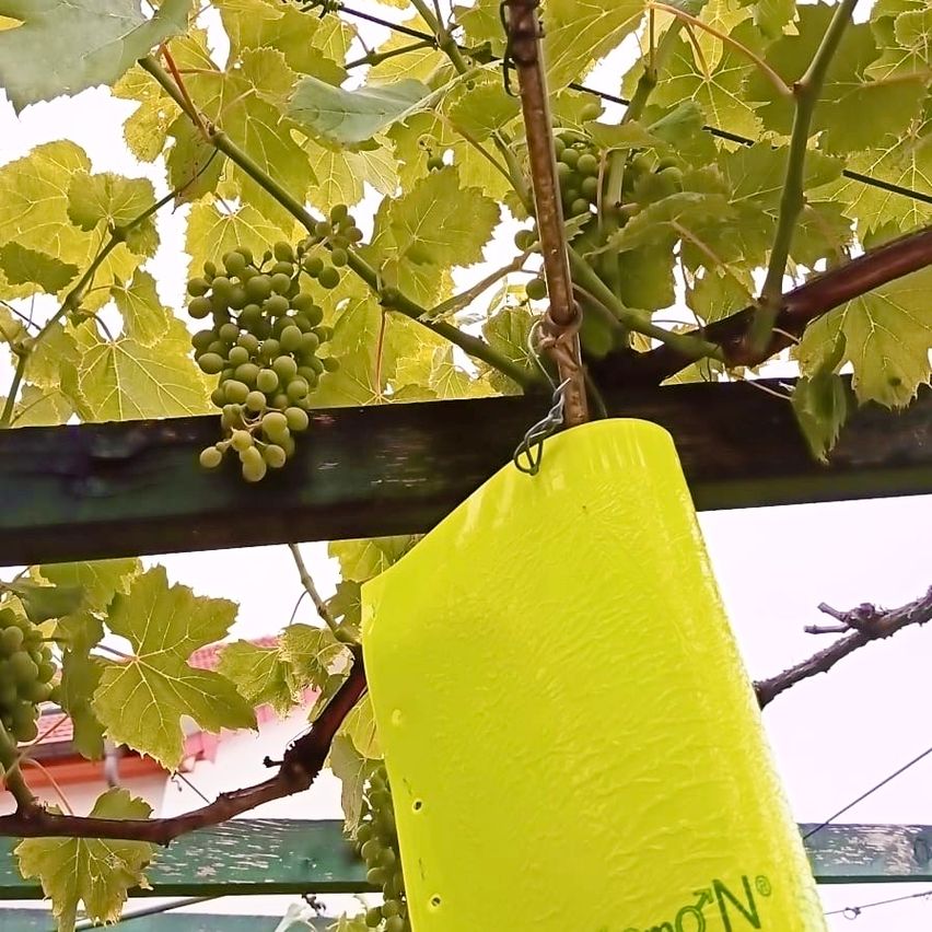 Ein Nahaufnahme einer Rebe mit grünen Trauben, die daran hängen. Die Rebe wird von einer gelben Plastikabdeckung gestützt.