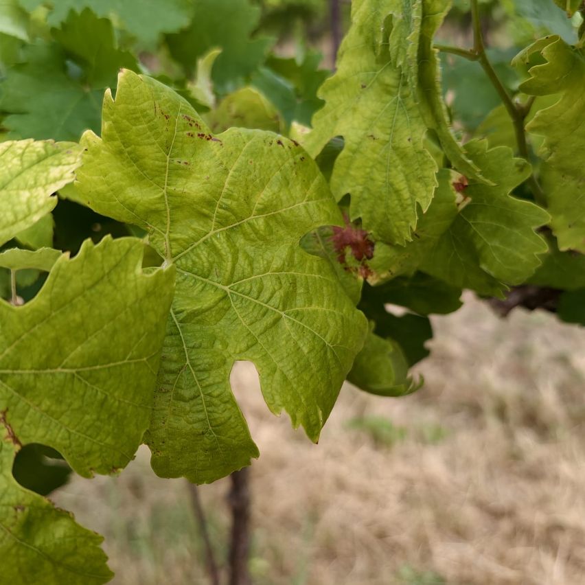 Nahaufnahme von Weinrebenblättern mit einigen braunen Flecken und Löchern, vor einem verschwommenen Hintergrund aus Erde und Pflanzen.