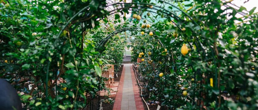Ein Gewächshaus gefüllt mit Zitronenbäumen und grünen Blättern. Der Weg ist von Zitronenbäumen umgeben, an deren Zweigen gelbe Früchte hängen.