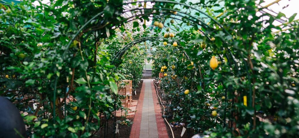 Ein Gewächshaus gefüllt mit Zitronenbäumen und grünen Blättern. Der Weg ist von Zitronenbäumen umgeben, an deren Zweigen gelbe Früchte hängen.