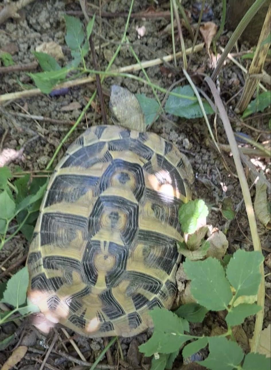 Eine Schildkröte mit gemustertem Panzer ruht auf dem Boden, umgeben von Blättern.