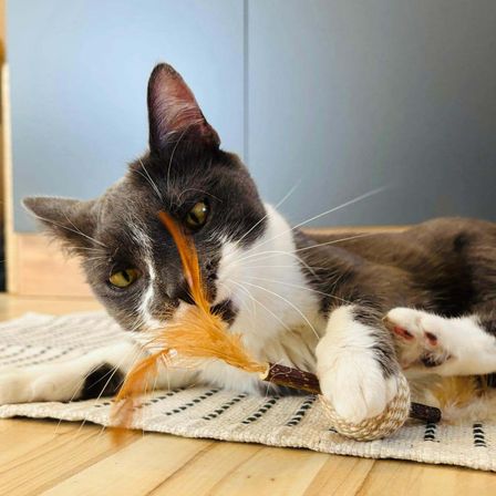 Eine schwarz-weiße Katze spielt mit einem Federspielzeug auf einem Teppich, der auf einem Holzboden liegt.
