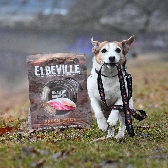 Ein braun-weißer Hund läuft auf Gras neben einer Tüte Elbeville Fresh Duck Hundefutter, die seine natürlichen Zutaten hervorhebt.