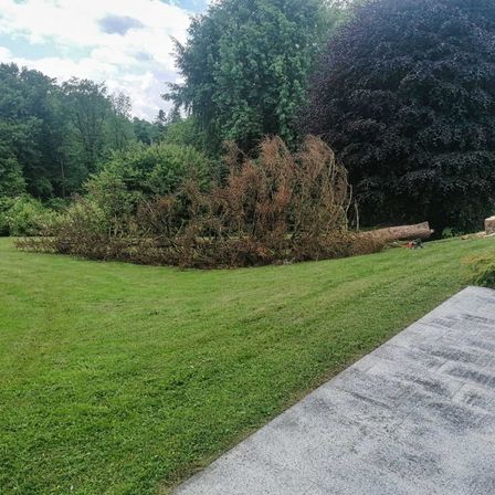 Bild enthält, Grass, Plant, Lawn, Vegetation, Outdoors