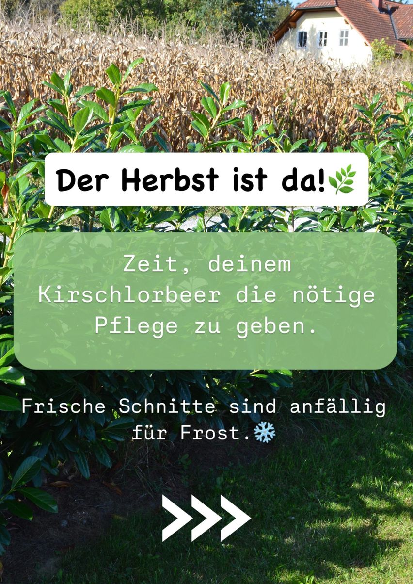 Bild enthält, Grass, Garden, Nature, Outdoors, Vegetation, Advertisement, Herbal, Shelter, Backyard, Poster