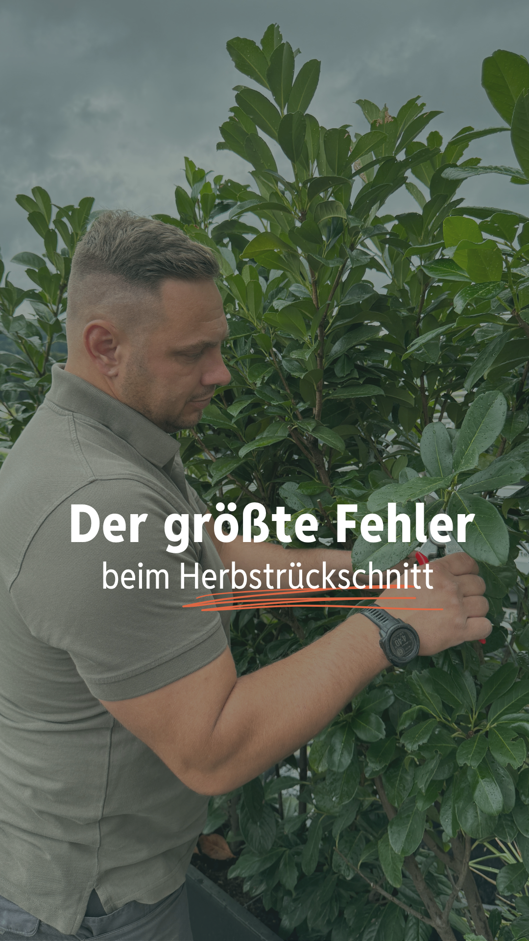 A man in a gray shirt is trimming a bush with a tool. The text overlay reads 'The biggest mistake when pruning shrubs.'