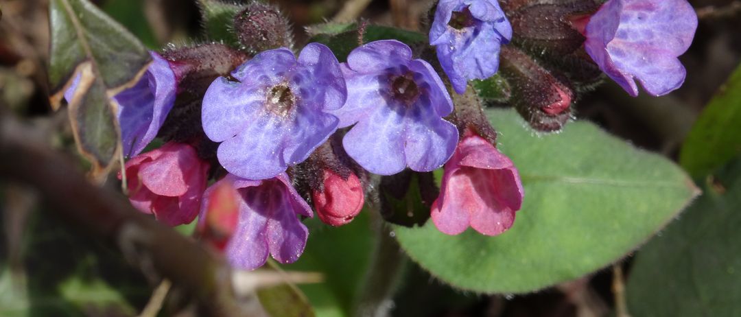 Flower, Geranium, Plant, Acanthaceae, Petal