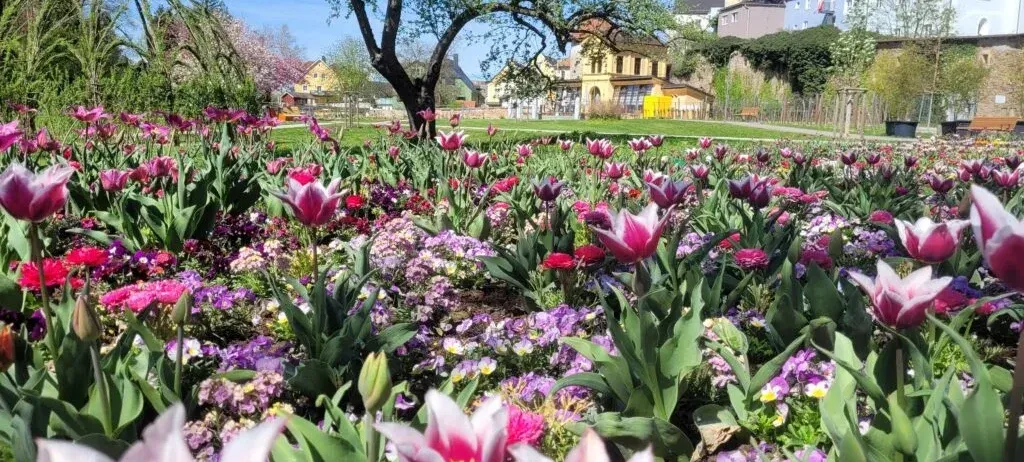 Ein farbenfroher Garten mit einer Vielzahl von Blumen, einschließlich rosa Tulpen, umgeben von Bäumen und Gebäuden unter einem klaren blauen Himmel.
