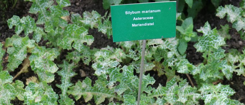 Ein Garten mit einem grünen Schild an einer Pflanze, beschriftet mit 'Silybium marianun Asteraceae Mariendistel'. Die Pflanze hat gelappte Blätter mit weißen Flecken.