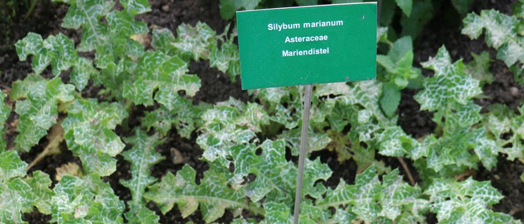 Ein Garten mit einem grünen Schild an einer Pflanze, beschriftet mit 'Silybium marianun Asteraceae Mariendistel'. Die Pflanze hat gelappte Blätter mit weißen Flecken.