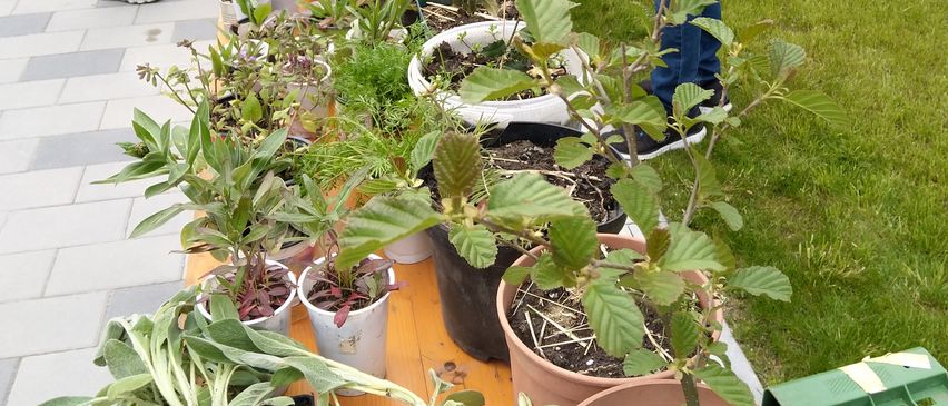 Eine Gruppe von Menschen steht draußen auf einem Rasen mit Topfpflanzen, einer Bank und einem Tisch mit Zeitschriften.