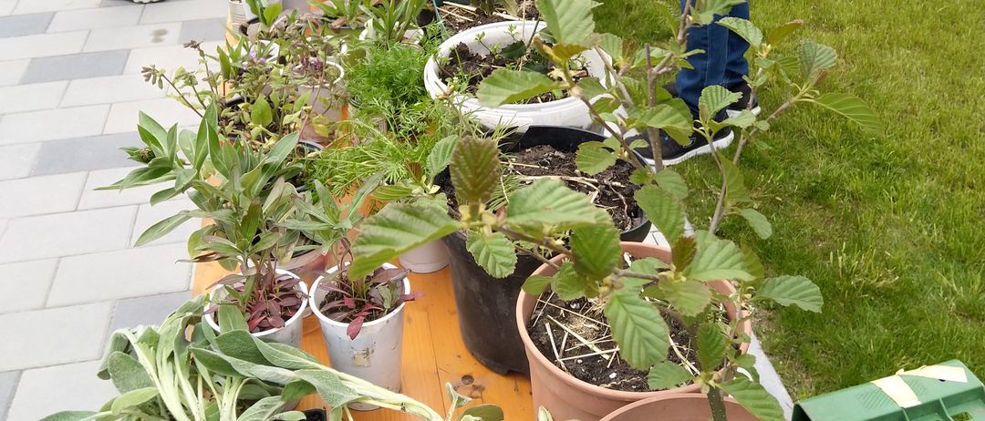 Eine Gruppe von Menschen steht draußen auf einem Rasen mit Topfpflanzen, einer Bank und einem Tisch mit Zeitschriften.