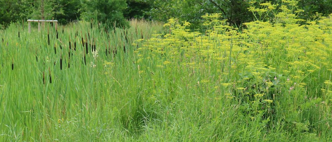 IMG_3600