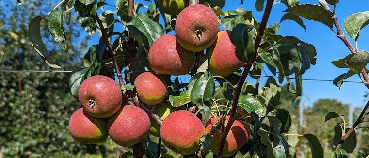 Apple, Food, Fruit, Plant, Produce, Pear