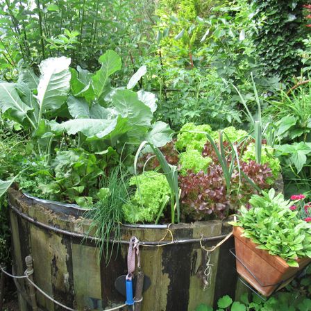 Bild enthält, Potted Plant, Garden, Nature, Outdoors, Jar, Planter, Pottery, Vase, Herbal, Herbs