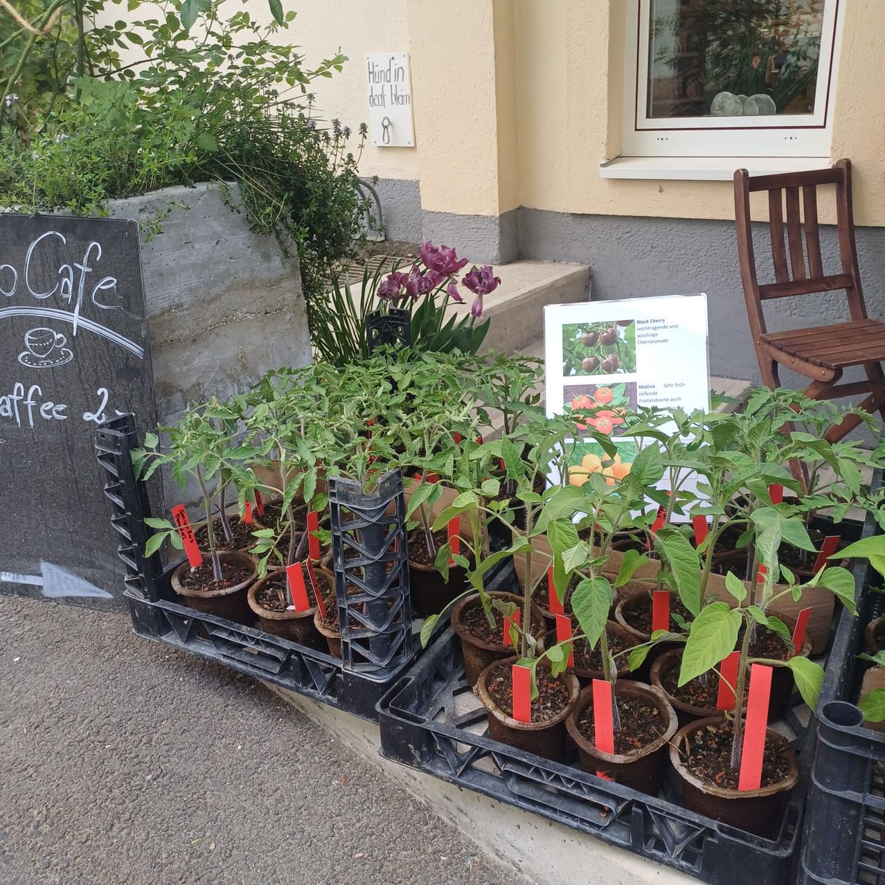 Bild enthält, Jar, Planter, Potted Plant, Pottery, Vase, Herbal, Soil, Nature, Outdoors, Garden