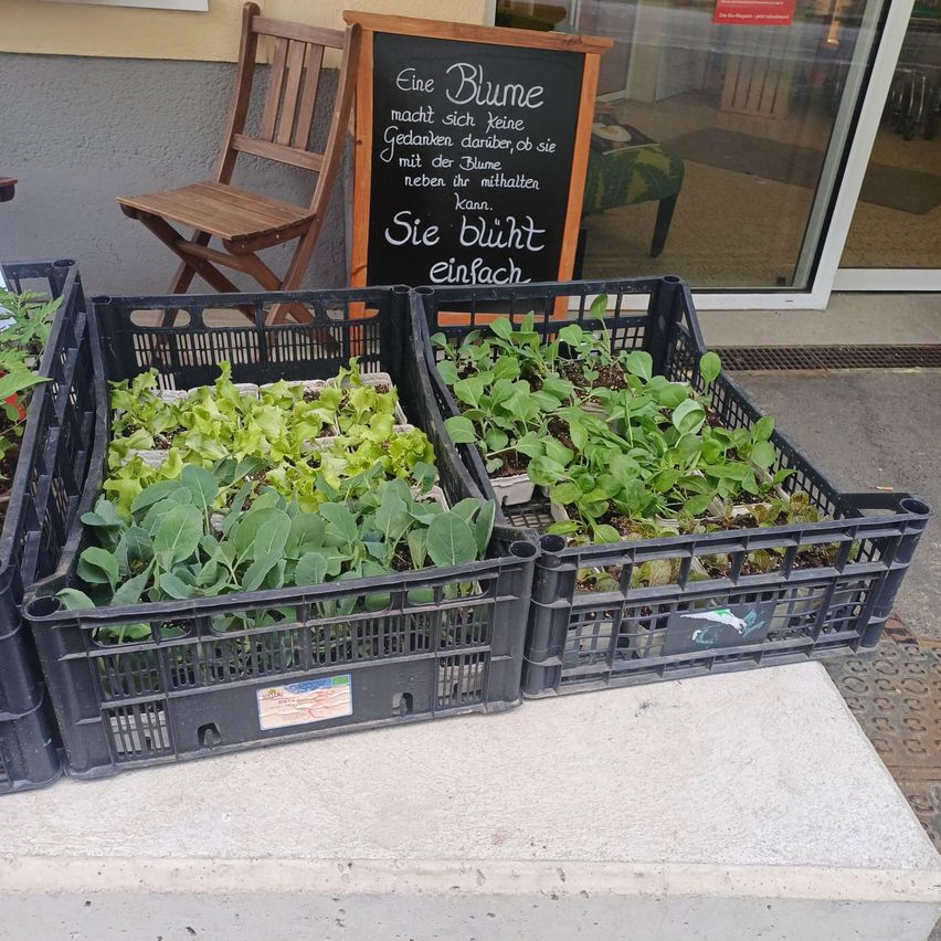 Bild enthält, Blackboard, Plant, Potted Plant, Food, Leafy Green Vegetable, Produce, Vegetable, Planter, Pottery