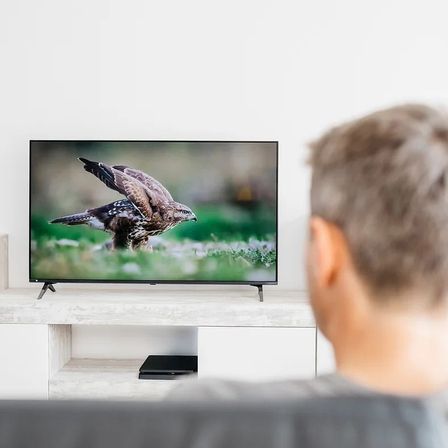 Bild enthält, Animal, Bird, Head, Person, Computer Hardware, Electronics, Hardware, Monitor, Screen