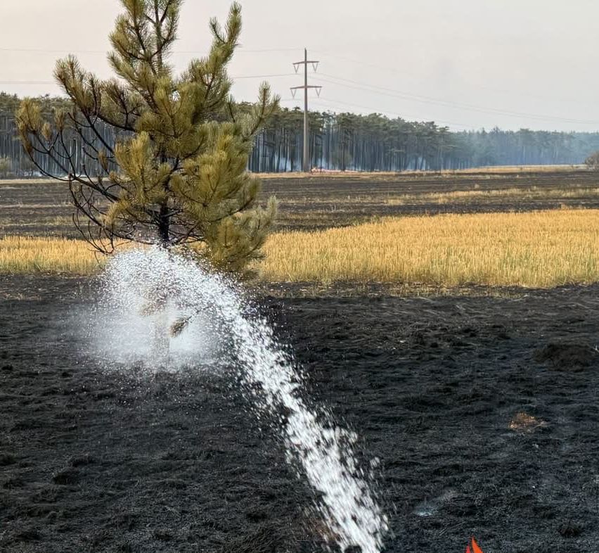 A lone pine tree stands amidst a burnt field, with water being poured on it. In the background, a forest with power lines and a distant fire.