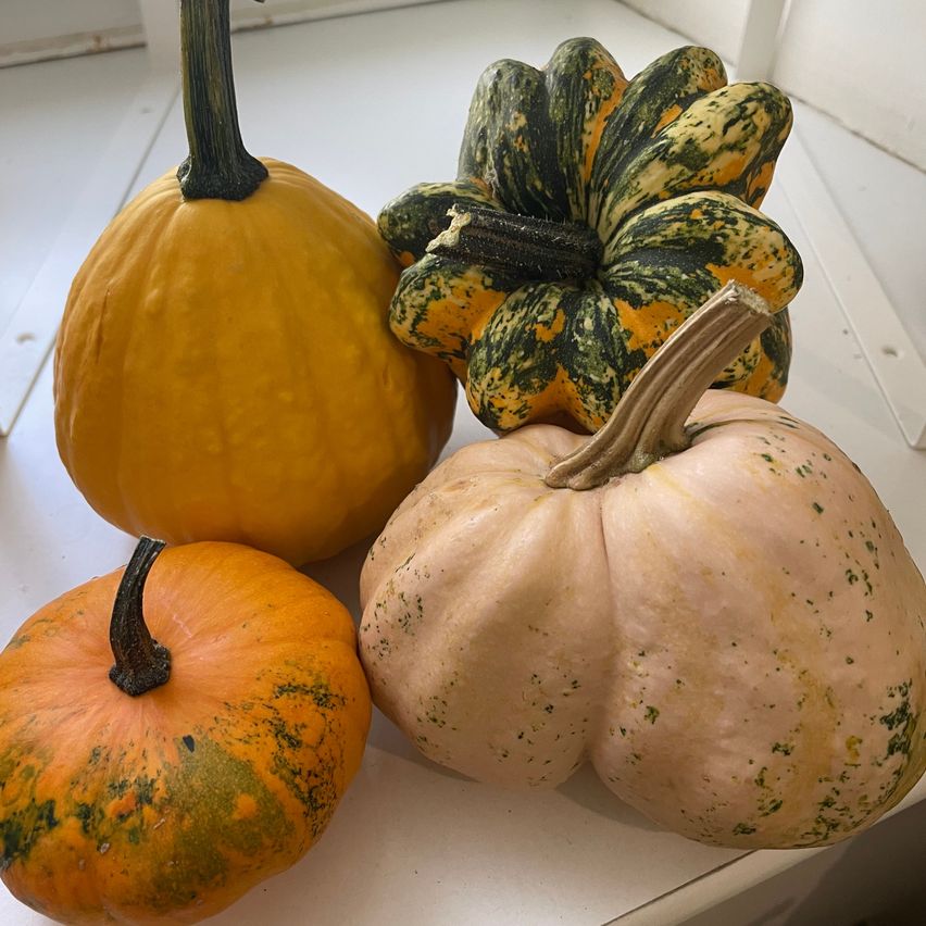 Four pumpkins of varying sizes and colors are displayed on a white surface. The largest is yellow, the second is green and yellow, the third is white, and the smallest is orange.
