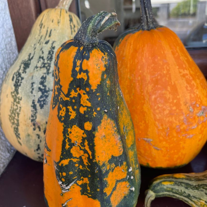 Three pumpkins with different colors and patterns are displayed. The middle one has a mix of orange and green with black spots. The left one is mostly yellow with black spots. The right one is solid orange.