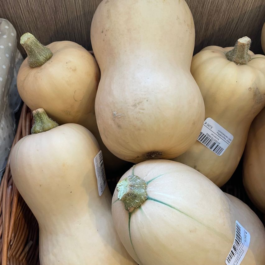 A close-up view of several light beige butternut squashes with green stems and white price tags in a basket.