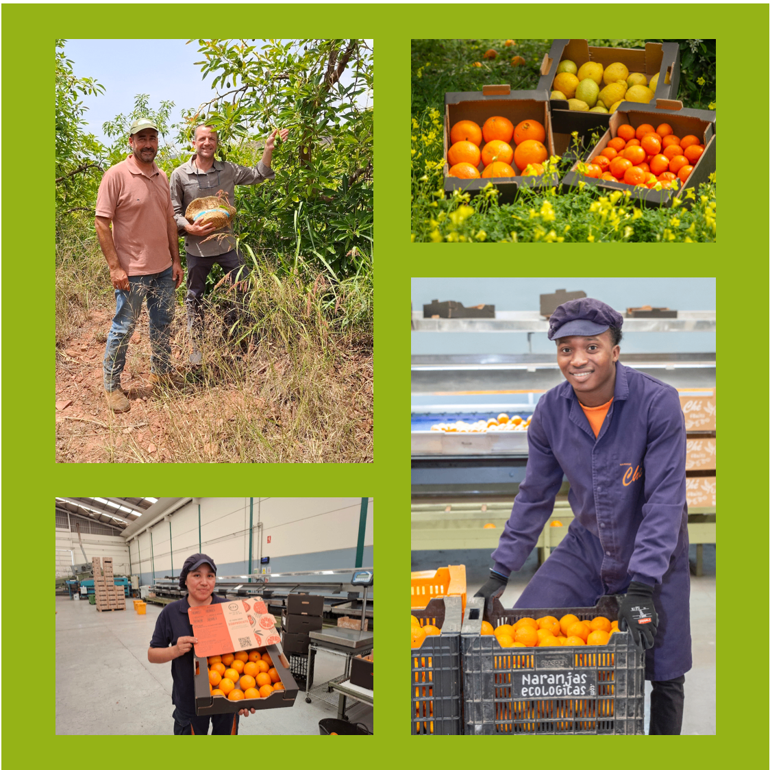 Bild enthält, Citrus Fruit, Fruit, Glove, Adult, Male, Man, Person, Collage, Grapefruit, Coat