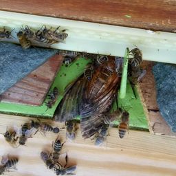 Totenkopfschwrmer(Acherontiaatropos-honigfressendesTier)