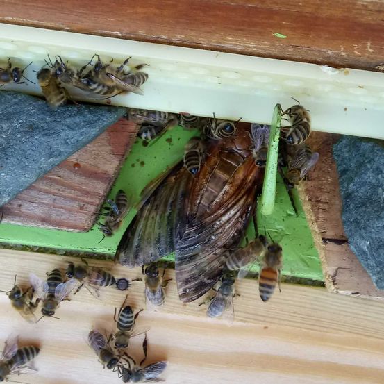 Totenkopfschwrmer(Acherontiaatropos-honigfressendesTier)