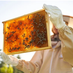 v1_migrated_image_21709488