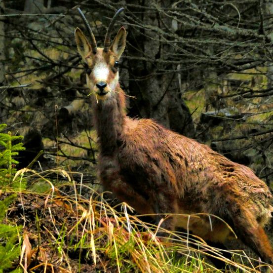 Ein Nahaufnahme eines Bergziegen, stehend in einem Wald, umgeben von trockenem Gras und Bäumen.