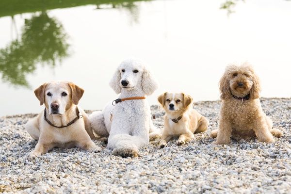 Vier Hunde sitzen an einem Kiesufer am See. Ein weißer Pudel, ein Golden Retriever, ein brauner Hund und ein kleiner Hund. Sie tragen alle Halsbänder.