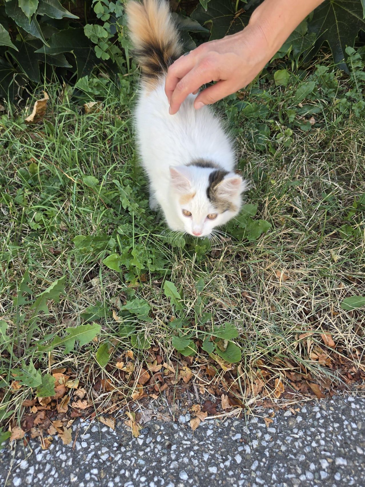 A small white kitten with brown and black patches is being petted by a hand on a grassy lawn.
