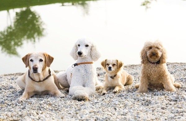 Four dogs sitting by the water. A white poodle, a golden retriever, a small golden dog, and a light brown poodle.