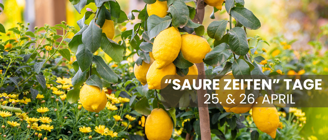 Ein Zitronenbaum mit hängenden gelben Früchten, mit dem Text 'Sauere Zeit 25. & 26.' in der unteren rechten Ecke.