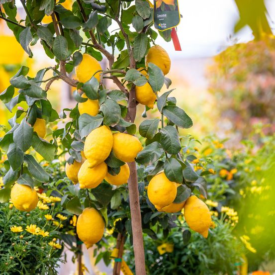 Bild enthält, Citrus Fruit, Food, Fruit, Plant, Produce, Lemon, Grapefruit, Orange, Pear