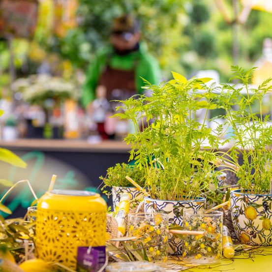Bild enthält, Plant, Boy, Child, Male, Person, Cup, Food, Seasoning, Herbs