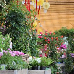 Bild enthält, Garden, Nature, Outdoors, Flower, Geranium, Potted Plant, Arbour, Flower Arrangement, Flower Bouquet, Patio