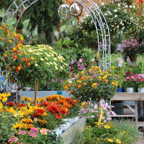 Bild enthält, Garden, Nature, Outdoors, Flower, Flower Arrangement, Geranium, Flower Bouquet, Potted Plant, Arbour, Handbag