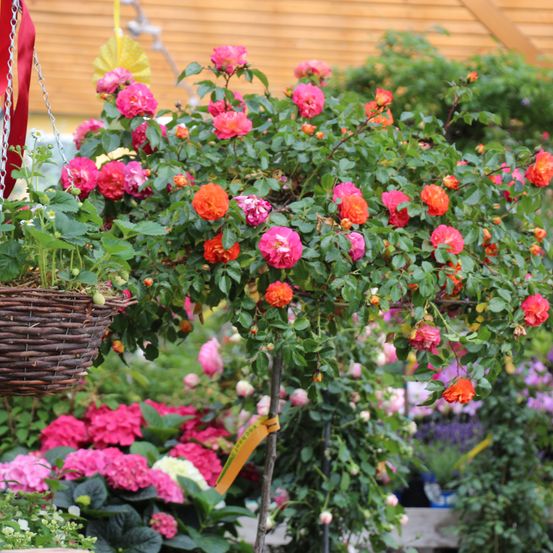Bild enthält, Flower, Geranium, Flower Arrangement, Rose, Flower Bouquet, Garden, Dahlia, Potted Plant, Chair, Petal