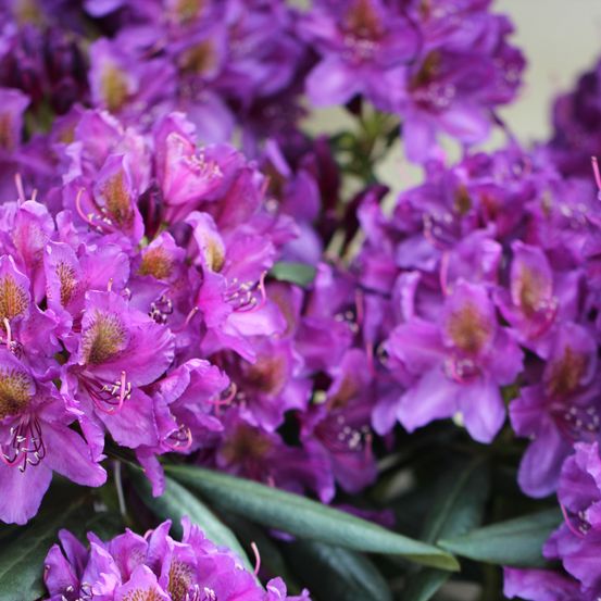 Bild enthält, Flower, Geranium, Plant, Purple, Pollen, Petal