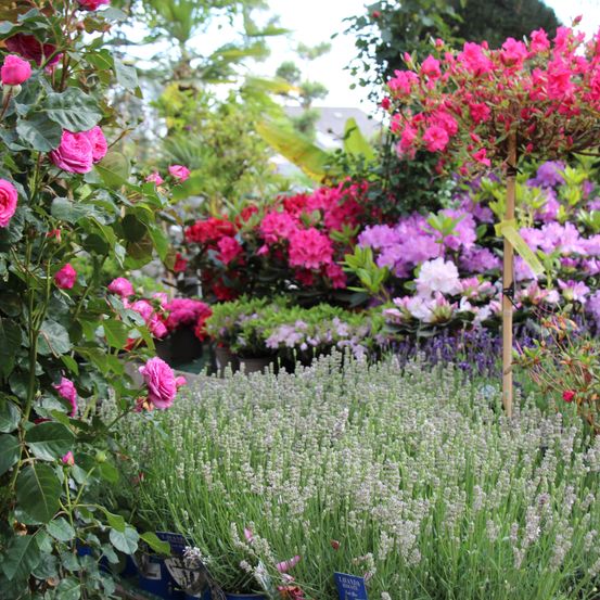 Bild enthält, Flower, Geranium, Garden, Nature, Outdoors, Rose, Flower Arrangement, Flower Bouquet, Dahlia, Petal