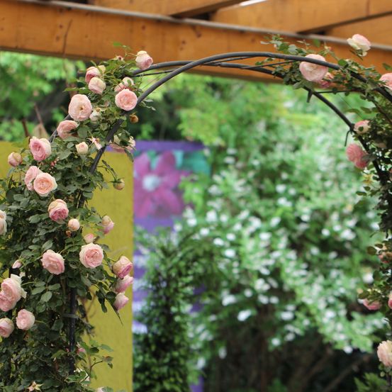 Bild enthält, Flower, Rose, Garden, Nature, Porch, Arbour, Patio, Petal, Flower Arrangement, Pergola