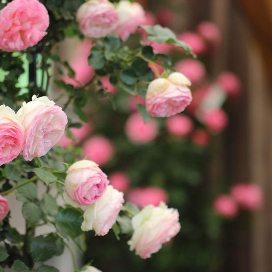 Bild enthält, Flower, Plant, Rose, Flower Arrangement, Petal, Flower Bouquet, Geranium