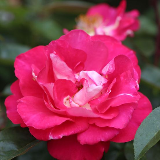 Bild enthält, Flower, Plant, Rose, Geranium, Petal