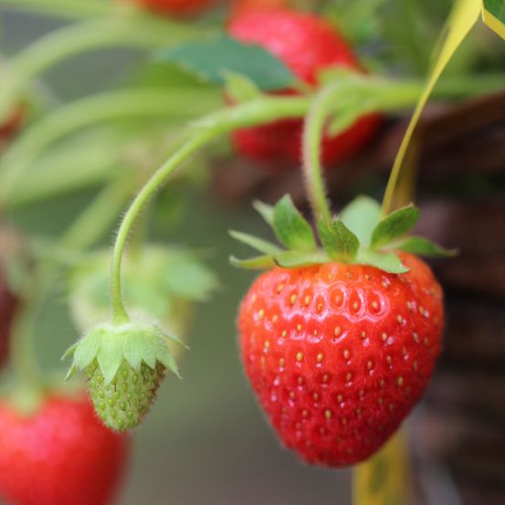 Bild enthält, Berry, Food, Fruit, Plant, Produce, Strawberry