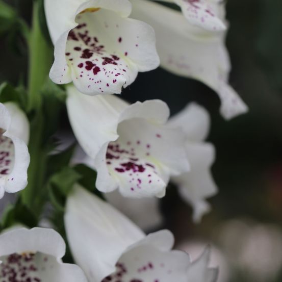 Bild enthält, Flower, Plant, Petal, Geranium, Foxglove, Rose