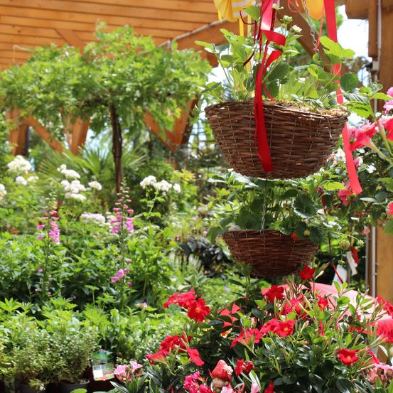 Bild enthält, Garden, Nature, Outdoors, Flower, Geranium, Potted Plant, Flower Arrangement, Porch, Planter, Flower Bouquet