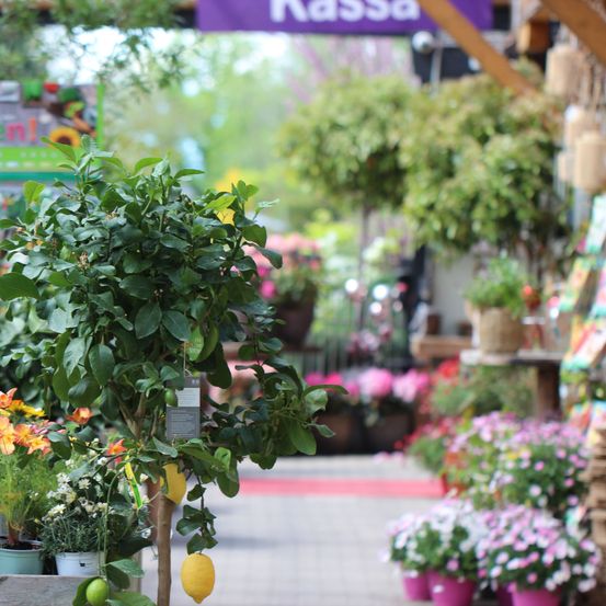 Bild enthält, Plant, Potted Plant, Garden, Nature, Outdoors, Flower Arrangement, Pot, Herbs, Planter, Geranium